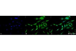 Immunocytochemistry/Immunofluorescence analysis using Rat Anti-HSF1 Monoclonal Antibody, Clone 10H4 . (HSF1 anticorps)