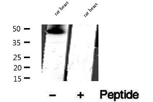 Western blot analysis of extracts of rat heart tissue, using CKMT1A antibody. (CKMT1 anticorps  (N-Term))
