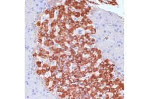 Immunohistochemistry of paraffin-embedded rat pancreas using K antibody (ABIN7268147) at dilution of 1:100 (40x lens). (KANK2 anticorps  (AA 1-300))