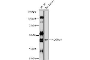 anti-Nitric Oxide Synthase Trafficker (NOSTRIN) (AA 207-506) antibody