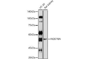 Immunofluorescence analysis of U-2 OS cells using NOSTRIN Rabbit pAb (ABIN7268922) at dilution of 1:100 (40x lens). (NOSTRIN anticorps  (AA 207-506))