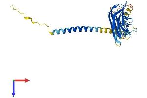 CD40 Ligand (CD40LG) (AA 1-260) protein (His tag)