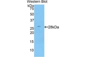 Detection of Recombinant PRSS8, Human using Polyclonal Antibody to Channel Activating Protease 1 (CAP1) (PRSS8 anticorps  (AA 33-218))