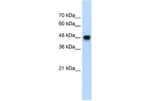 WB Suggested Anti-BMP7 Antibody Titration:  1. (BMP7 anticorps  (N-Term))