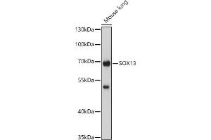 Western blot analysis of extracts of Mouse lung, using SOX13 antibody (ABIN7270570) at 1:1000 dilution. (SOX13 anticorps  (AA 1-180))