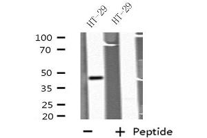 Western blot analysis of extracts from HT-29 cells, using GDF7 antibody. (GDF7 anticorps  (Internal Region))