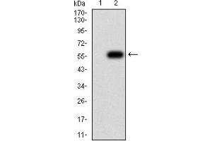 Western blot analysis using TNFSF11 mAb against HEK293 (1) and TNFSF11 (AA: 74-308)-hIgGFc transfected HEK293 (2) cell lysate. (RANKL anticorps  (AA 74-308))