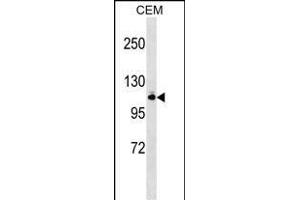GRIK5 Antibody (N-term) (ABIN1538926 and ABIN2848887) western blot analysis in CEM cell line lysates (35 μg/lane). (GRIK5 anticorps  (N-Term))