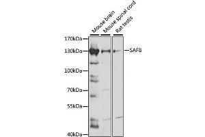 Western blot analysis of extracts of various cell lines, using SAFB antibody (ABIN7270155) at 1:1000 dilution. (SAFB anticorps  (AA 300-400))