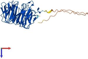 AlphaFold protein structure predicition of Human Recombinant STRAP Protein, UniprotID Q9Y3F4