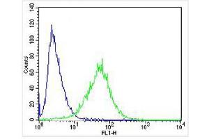 Overlay histogram showing SH-SY5Y cells stained with (ABIN6244265 and ABIN6577956) (green line).