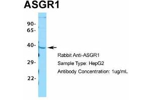 Host: Rabbit Target Name: ASGR1 Sample Type: HepG2 Antibody Dilution: 1.