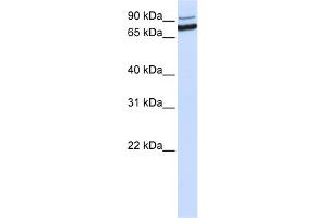 WB Suggested Anti-XAB2 Antibody Titration:  0. (XAB2 anticorps  (C-Term))