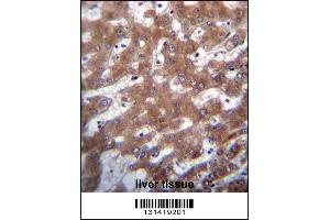 TRUB1 Antibody immunohistochemistry analysis in formalin fixed and paraffin embedded human liver tissue followed by peroxidase conjugation of the secondary antibody and DAB staining. (TRUB1 anticorps  (AA 152-180))