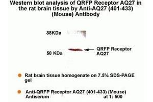 Western Blot Analysis of QRFP Receptor AQ27 in the rat brain tissue by Anti-AQ27 (401-433)(Mouse) Antibody. (QRFPR anticorps  (AA 401-433))