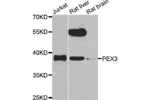 Western blot analysis of extracts of various cell lines, using PEX3 antibody. (PEX3 anticorps)