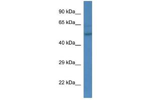 WB Suggested Anti-Esrra Antibody   Titration: 1. (ESRRA anticorps  (C-Term))