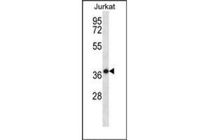 Western blot analysis of HSPBP1 Antibody (N-term) in Jurkat cell line lysates (35ug/lane).