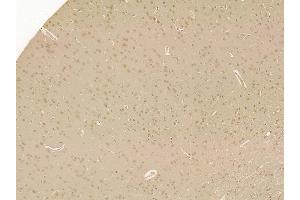 PEG10 Mouse Monoclonal Antibody at 1/100 staining rat brain tissue by IHC-P.