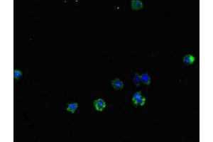 Immunofluorescent analysis of HepG2 cells using ABIN7172261 at dilution of 1:100 and Alexa Fluor 488-congugated AffiniPure Goat Anti-Rabbit IgG(H+L)