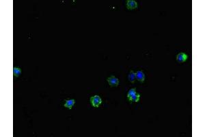 Immunofluorescent analysis of HepG2 cells using ABIN7172261 at dilution of 1:100 and Alexa Fluor 488-congugated AffiniPure Goat Anti-Rabbit IgG(H+L) (TLR1 anticorps  (AA 25-580))