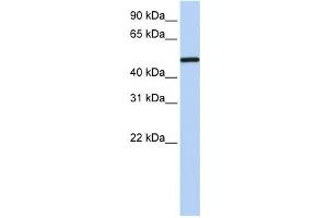 Western Blotting (WB) image for anti-Nuclear Receptor Subfamily 2, Group F, Member 1 (NR2F1) antibody (ABIN2458946) (NR2F1 anticorps)