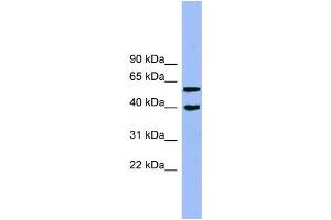 Human Jurkat; WB Suggested Anti-ALLC Antibody Titration: 0. (Allantoicase anticorps  (N-Term))