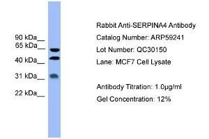 WB Suggested Anti-SERPINA4  Antibody Titration: 0.