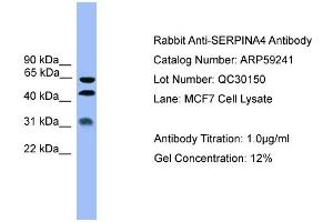 WB Suggested Anti-SERPINA4  Antibody Titration: 0. (SERPINA4 anticorps  (Middle Region))