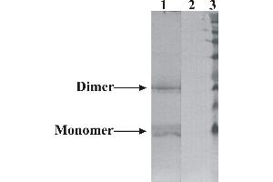 Western-Blot detection of human NRTN expressed in CHO cells. (Neurturin anticorps)