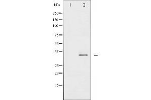 Western blot analysis of Syntaxin 1A phosphorylation expression in Mouse brain tissue lysates,The lane on the left is treated with the antigen-specific peptide. (STX1A anticorps  (pSer14))