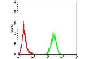 Flow cytometric analysis of Hela cells using PLCG1 mouse mAb (green) and negative control (red). (Phospholipase C gamma 1 anticorps  (AA 39-181))