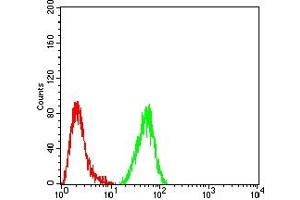 Flow cytometric analysis of Hela cells using IDH2 mouse mAb (green) and negative control (red). (IDH2 anticorps  (AA 1-143))