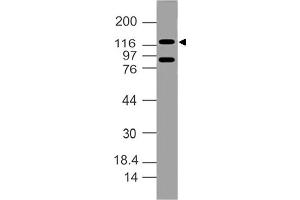 Image no. 1 for anti-Damage Specific DNA Binding Protein 1 (DDB1) (AA 300-530) antibody (ABIN5027134) (DDB1 anticorps  (AA 300-530))