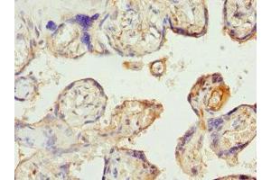 Immunohistochemistry of paraffin-embedded human placenta tissue using ABIN7170139 at dilution of 1:100 (SLC22A11 anticorps  (AA 40-150))