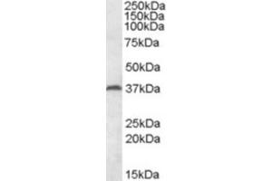 Western Blotting (WB) image for anti-Mesoderm Specific Transcript (MEST) (Internal Region) antibody (ABIN2464288) (MEST anticorps  (Internal Region))