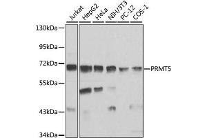 Western blot analysis of extracts of various cell lines, using PRMT5 antibody (ABIN1874327) at 1:1000 dilution. (PRMT5 anticorps)