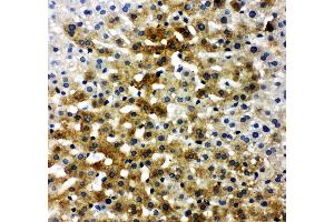 Anti-Bone Sialoprotein antibody, IHC(P) IHC(P): Rat Liver Tissue (IBSP anticorps  (C-Term))