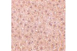 Immunohistochemistry of RYBP in mouse liver tissue with RYBP polyclonal antibody  at 10 ug/mL . (RYBP anticorps  (AA 215-228))