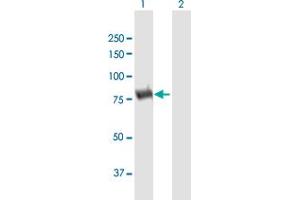 Western Blot analysis of DPP3 expression in transfected 293T cell line by DPP3 MaxPab polyclonal antibody.