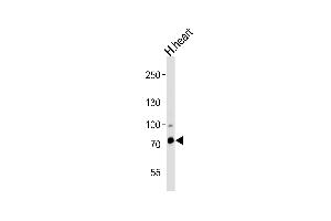 Western blot analysis of lysate from human heart tissue, using ZN Antibody (N-term) (ABIN388709 and ABIN2838808).