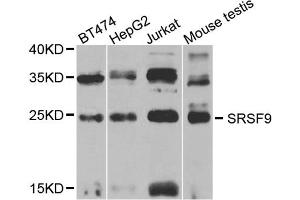 Western blot analysis of extracts of various cell lines, using SRSF9 antibody (ABIN5973601) at 1/1000 dilution.