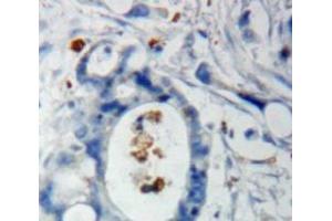 anti-F-Box and WD Repeat Domain Containing 7 (FBXW7) (AA 279-515) antibody