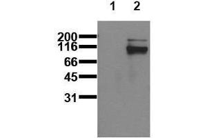 Western Blotting (WB) image for anti-Signal Transducer and Activator of Transcription 5A (STAT5A) (pTyr695), (pTyr699) antibody (ABIN126900) (STAT5A anticorps  (pTyr695, pTyr699))