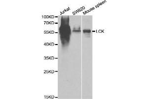 Western blot analysis of extracts of various cell lines, using LCK antibody.