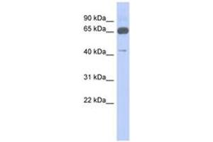 Image no. 1 for anti-Zinc Finger Protein 446 (ZNF446) (N-Term) antibody (ABIN6742845) (ZNF446 anticorps  (N-Term))