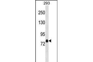 KCNA4 Antibody (C-term) (ABIN1881472 and ABIN2838910) western blot analysis in 293 cell line lysates (35 μg/lane). (Kv1.4 anticorps  (C-Term))