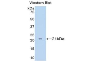 Western Blotting (WB) image for anti-Tumor Necrosis Factor alpha (TNF alpha) (AA 77-232) antibody (ABIN3209215) (TNF alpha anticorps  (AA 77-232))