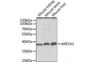Western blot analysis of extracts of various cell lines using AKR7A2 Polyclonal Antibody at dilution of 1:1000. (AKR7A2 anticorps)