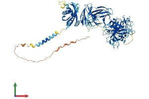 AlphaFold protein structure predicition of Human Recombinant TMPRSS6 Protein, UniprotID Q8IU80